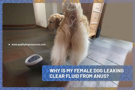 dog leaking fluid from bum|Clear Jelly Discharge From Dogs Anus